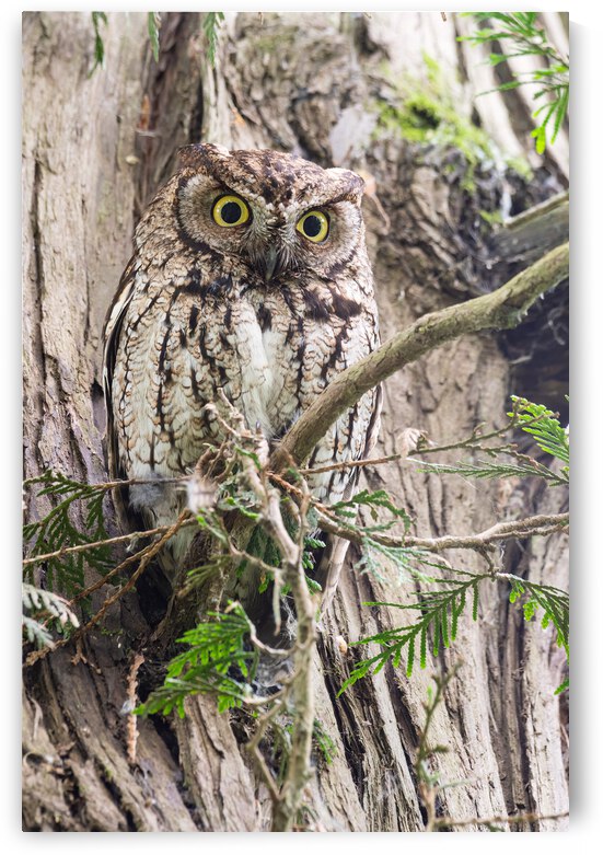 Western Screech Owl by Randy Tremblay Photography