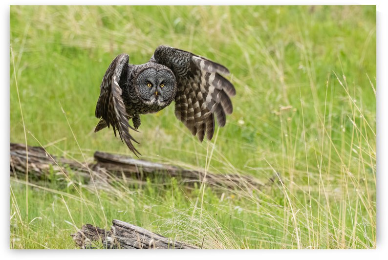 Great Gray Owl by Randy Tremblay Photography