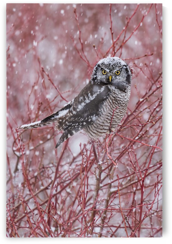 Northern Hawk Owl by Randy Tremblay Photography
