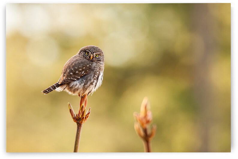Northern Pygmy Owl by Randy Tremblay Photography