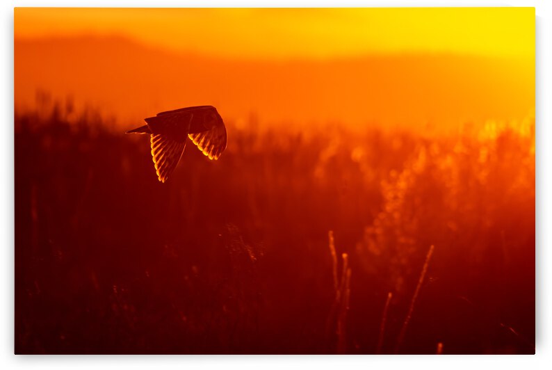 Short-eared Owl by Randy Tremblay Photography