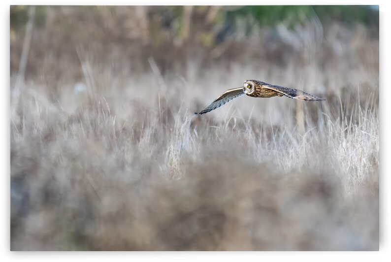 Short-eared Owl by Randy Tremblay Photography