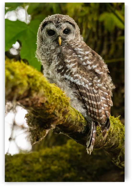 Barred Owlet by Randy Tremblay Photography