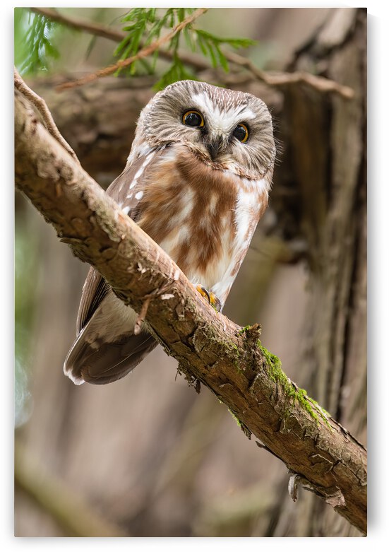 Northern Saw-Whet Owl by Randy Tremblay Photography