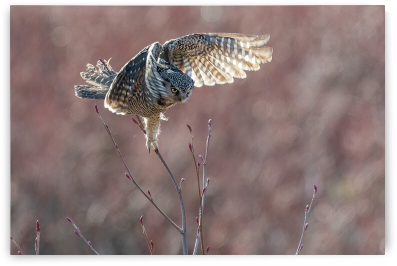 Northern Hawk Owl by Randy Tremblay Photography