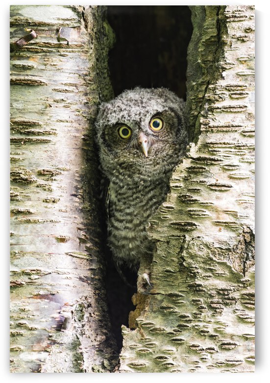 Western Screech Owlet by Randy Tremblay Photography