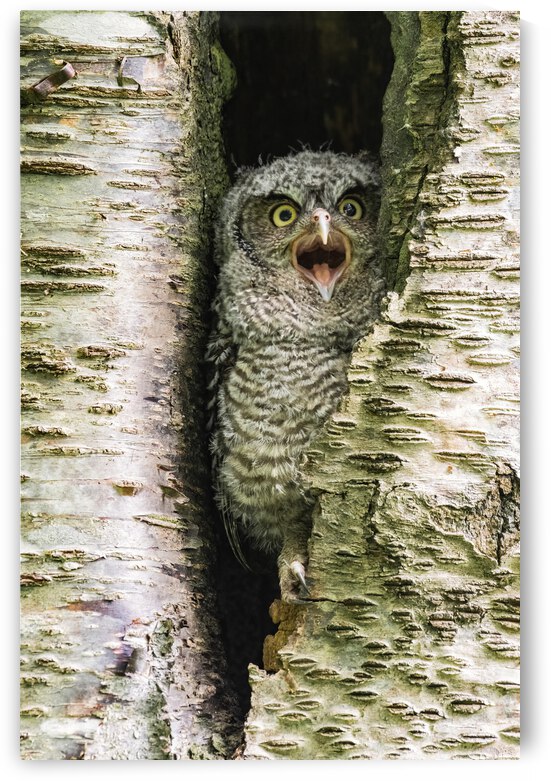 Western Screech Owlet by Randy Tremblay Photography