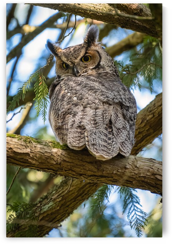 Great Horned Owl by Randy Tremblay Photography