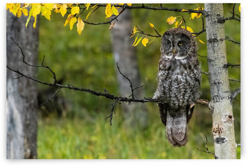 Great Gray Owl by Randy Tremblay Photography