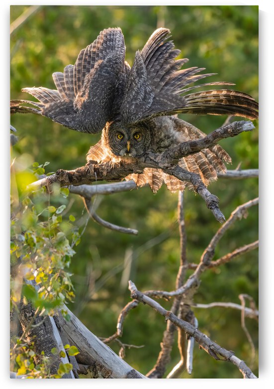 Great Gray Owlet by Randy Tremblay Photography