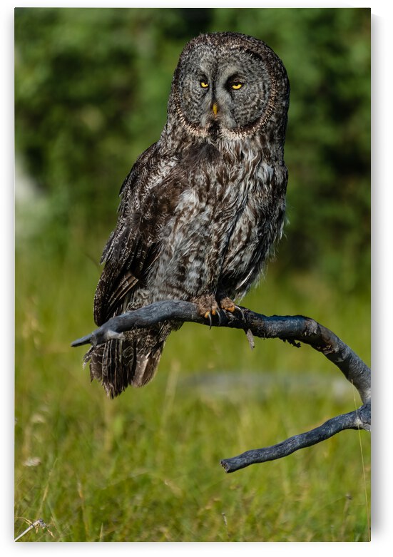 Great Gray Owl by Randy Tremblay Photography