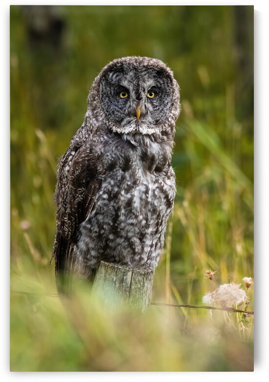 Great Gray Owl by Randy Tremblay Photography