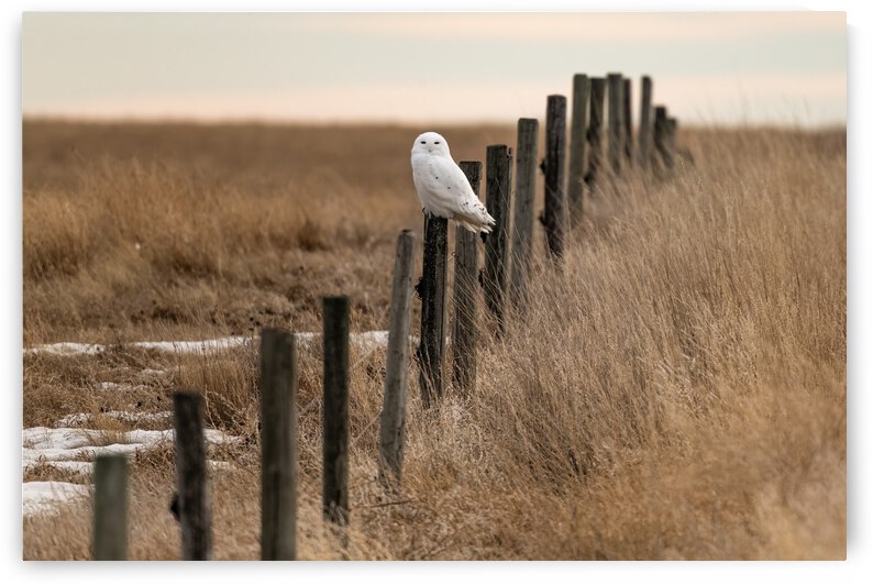 Snowy Owl by Randy Tremblay Photography