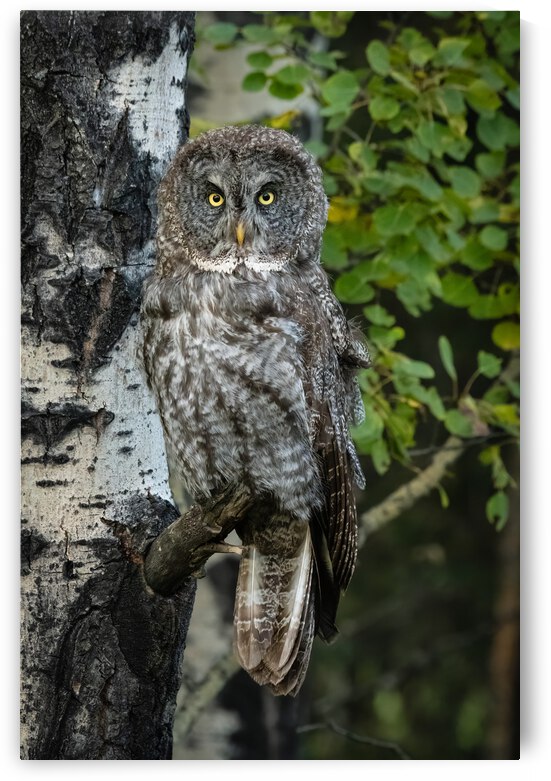 Great Gray Owl by Randy Tremblay Photography