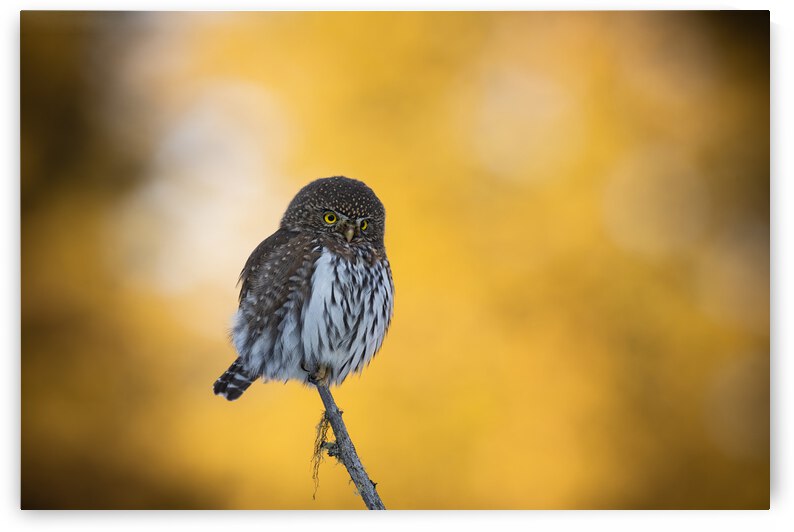 Northern Pygmy Owl by Randy Tremblay Photography