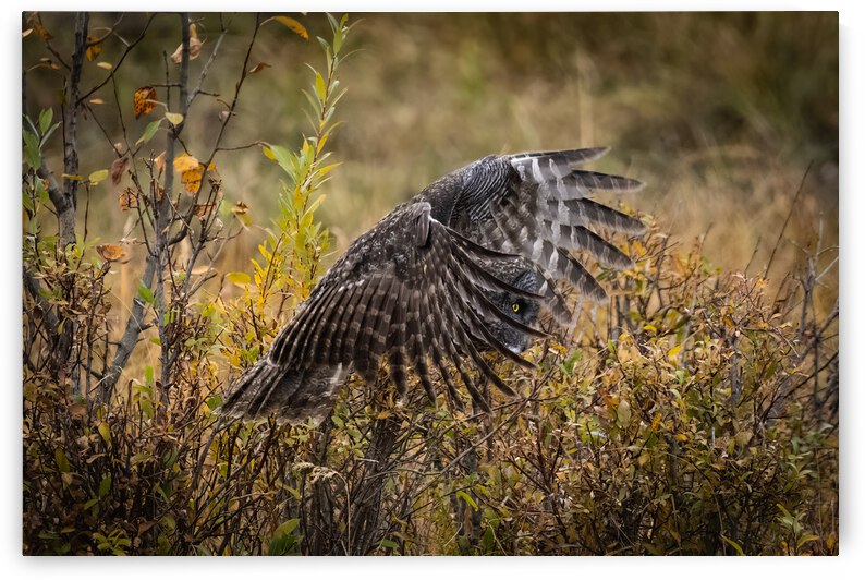 Great Gray Owl by Randy Tremblay Photography