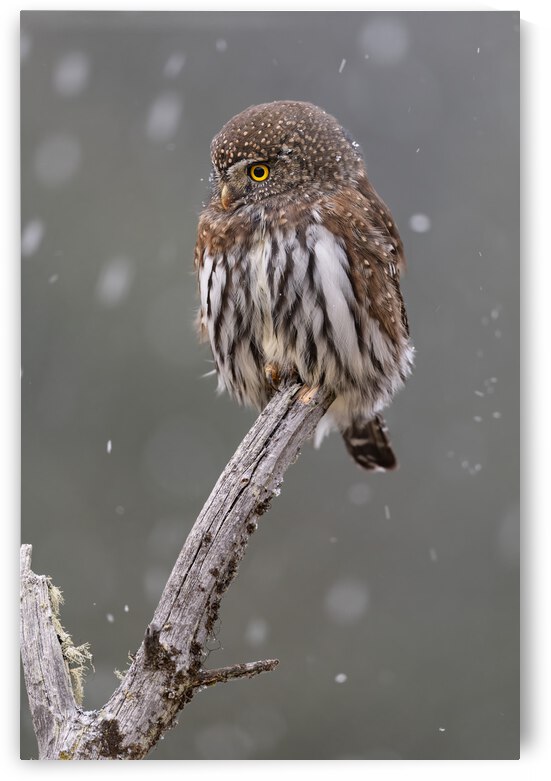 Northern Pygmy Owl by Randy Tremblay Photography