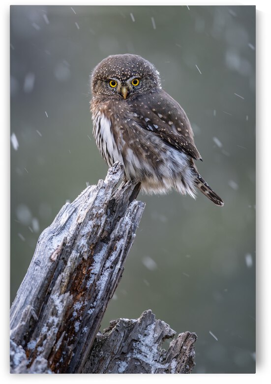 Northern Pygmy Owl by Randy Tremblay Photography