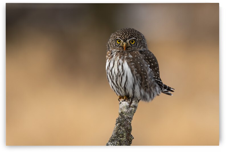 Northern Pygmy Owl by Randy Tremblay Photography
