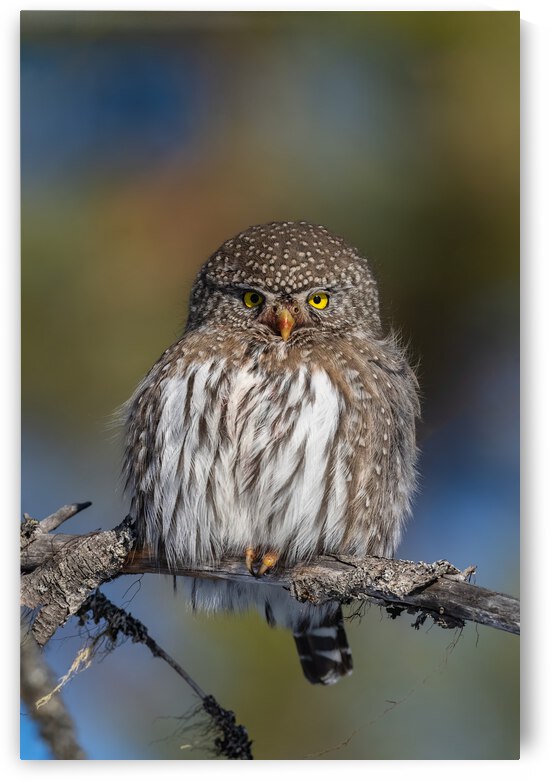Northern Pygmy Owl by Randy Tremblay Photography