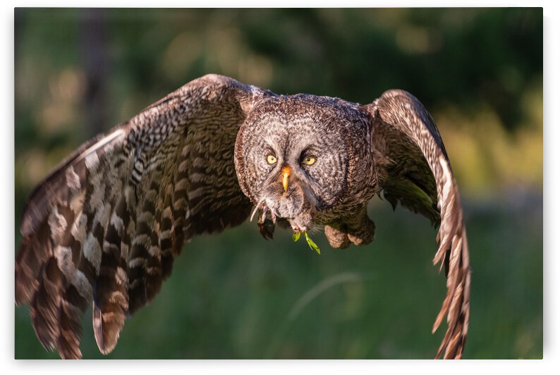 Great Gray Owl by Randy Tremblay Photography