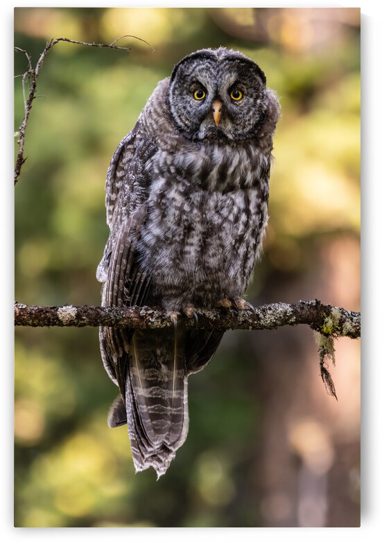 Great Gray Owlet by Randy Tremblay Photography