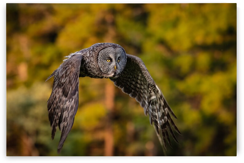 Great Gray Owl by Randy Tremblay Photography