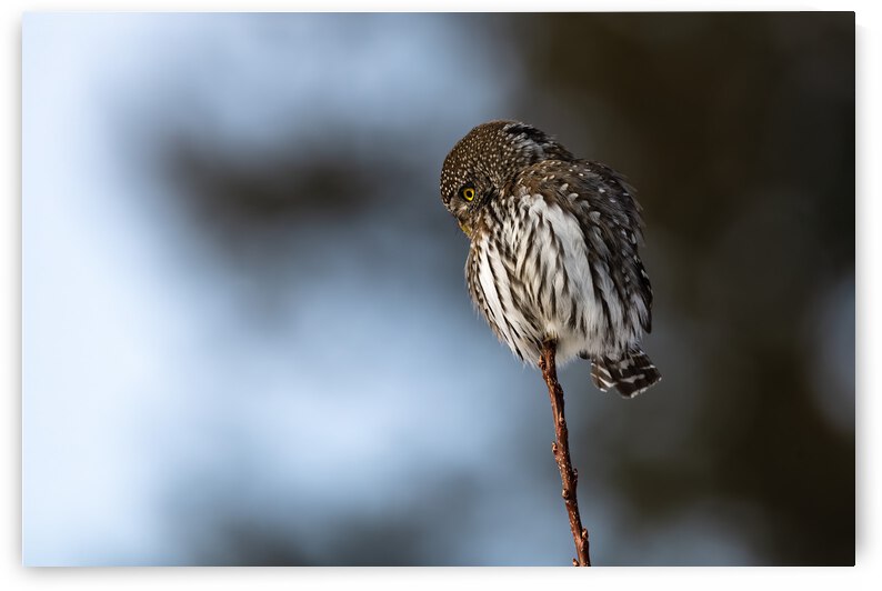 Northern Pygmy Owl by Randy Tremblay Photography