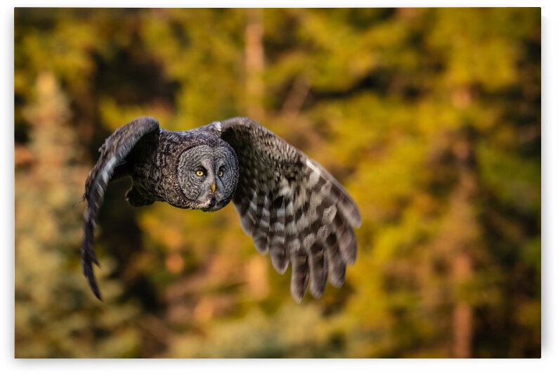 Great Gray Owl by Randy Tremblay Photography