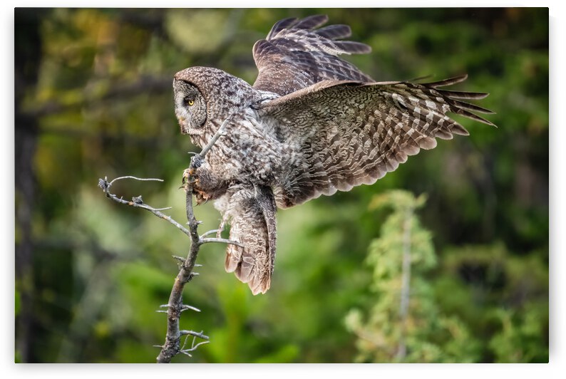 Great Gray Owl by Randy Tremblay Photography