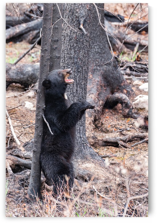 Black Bear by Randy Tremblay Photography