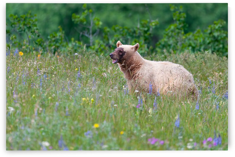 Black Bear by Randy Tremblay Photography