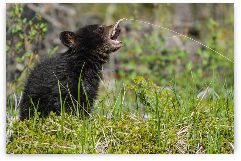 Black Bear Cub by Randy Tremblay Photography