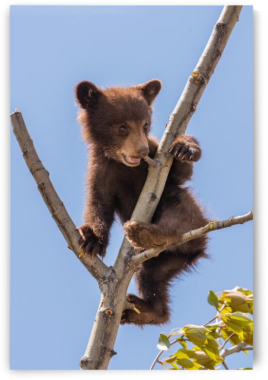 Black Bear Cub by Randy Tremblay Photography