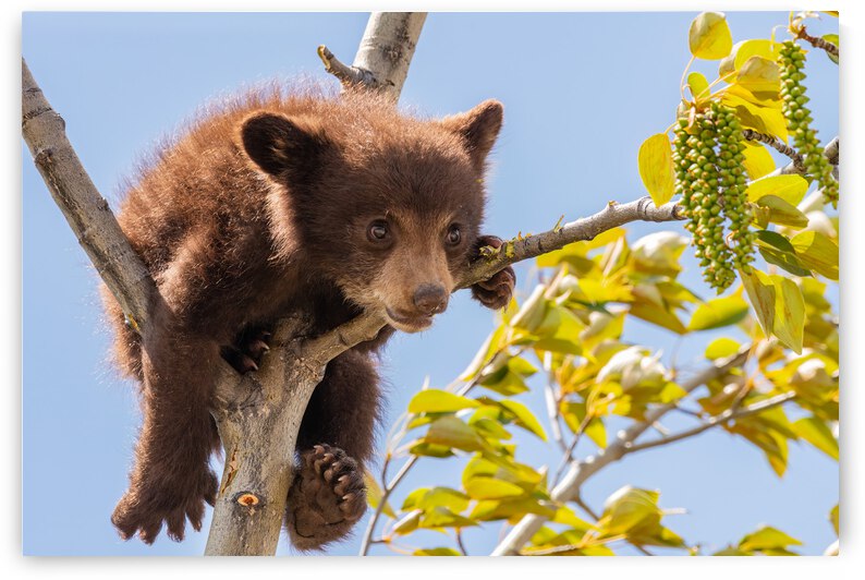 Black Bear Cub by Randy Tremblay Photography