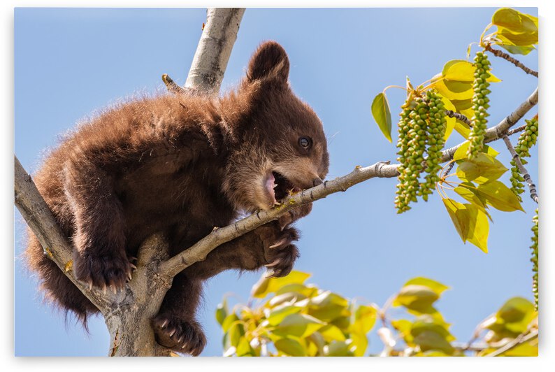 Black Bear Cub by Randy Tremblay Photography