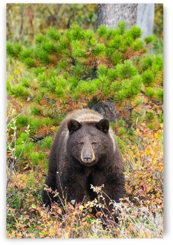 Black Bear by Randy Tremblay Photography