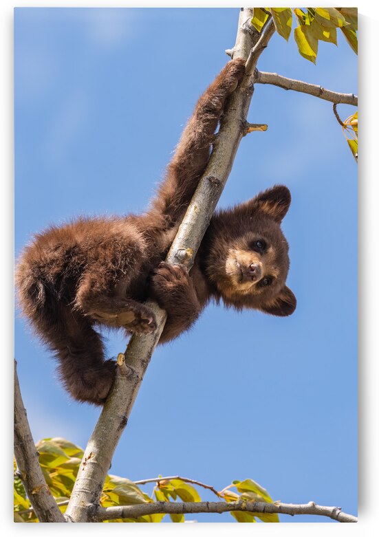 Black Bear Cub by Randy Tremblay Photography