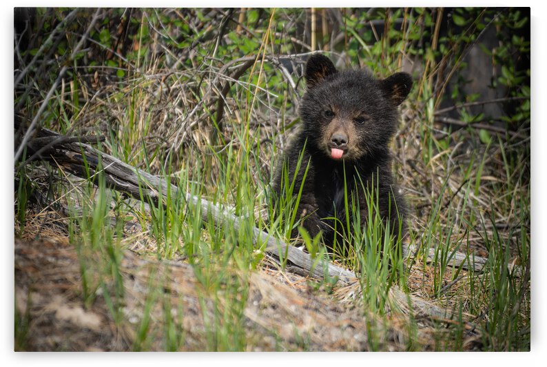 Black Bear Cub by Randy Tremblay Photography