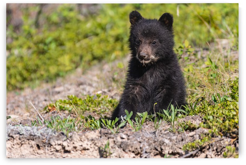 Black Bear Cub by Randy Tremblay Photography