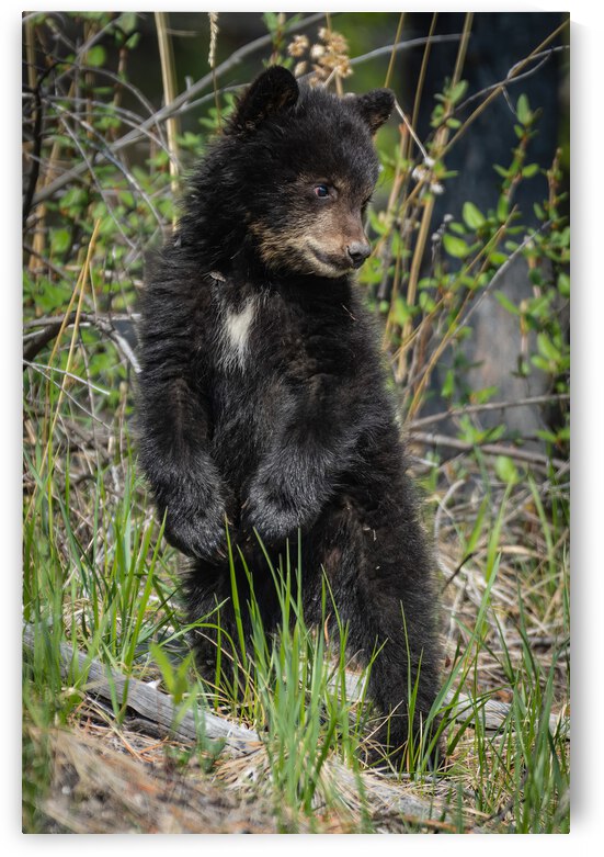 Black Bear Cub by Randy Tremblay Photography