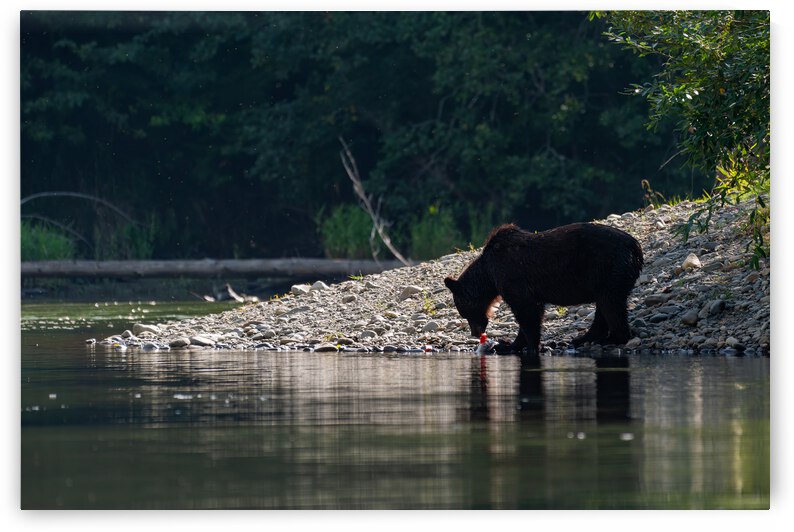 Grizzly Sow by Randy Tremblay Photography