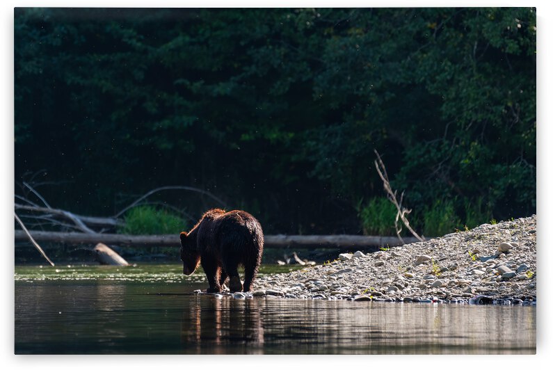 Grizzly Sow by Randy Tremblay Photography
