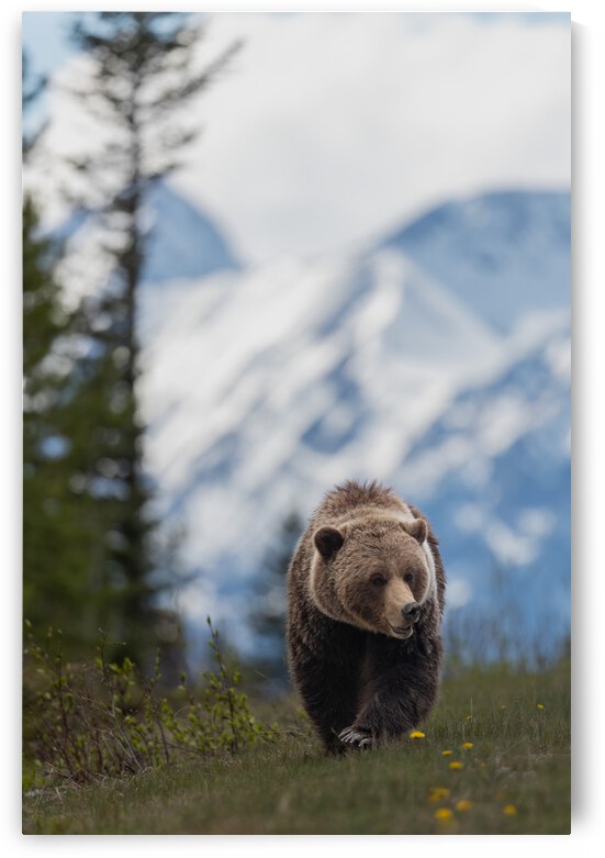 Grizzly Boar by Randy Tremblay Photography