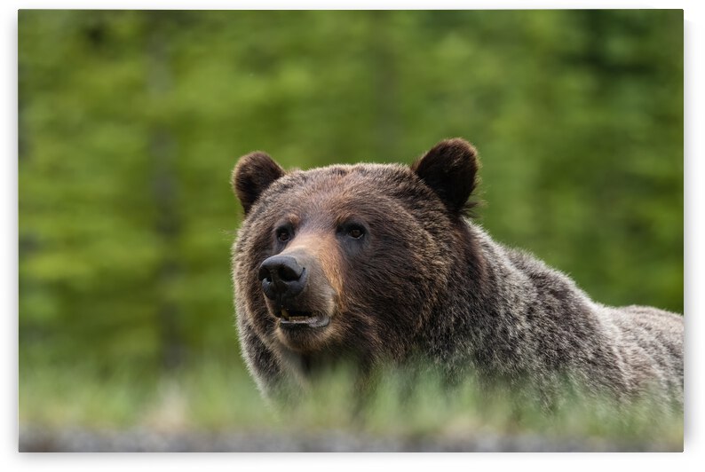 Grizzly Boar by Randy Tremblay Photography
