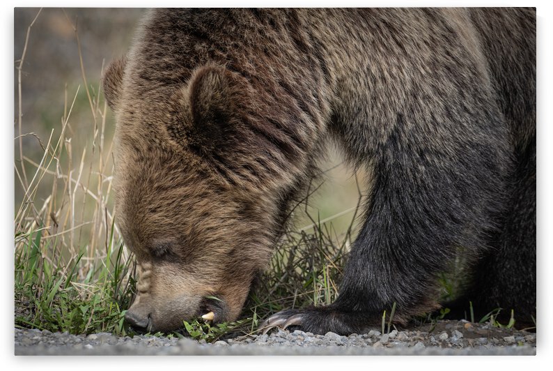 Grizzly Boar by Randy Tremblay Photography