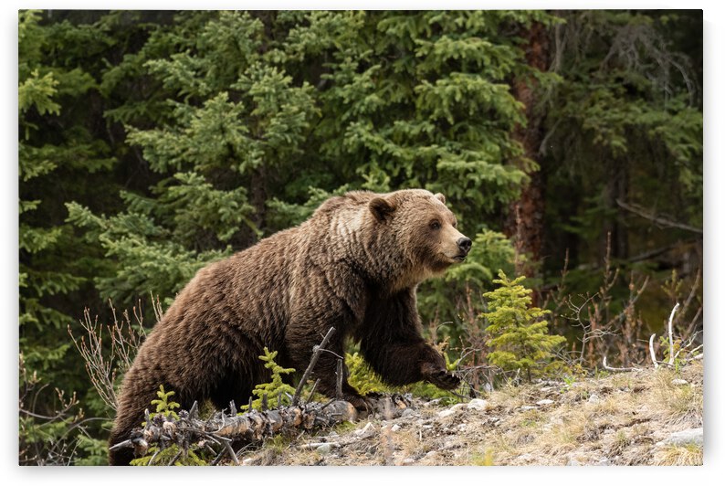 Grizzly Boar by Randy Tremblay Photography