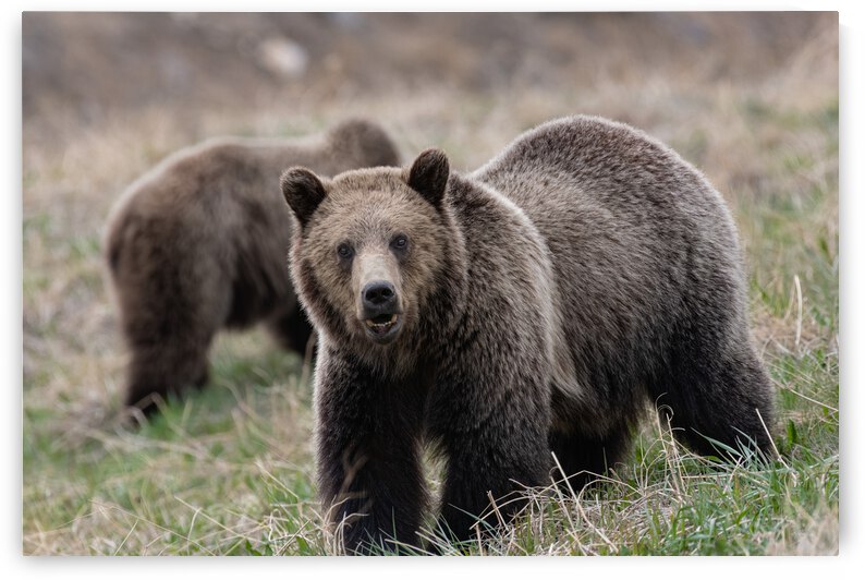 Grizzly Siblings by Randy Tremblay Photography