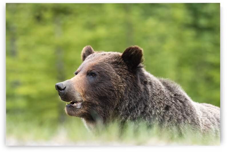Grizzly Boar by Randy Tremblay Photography