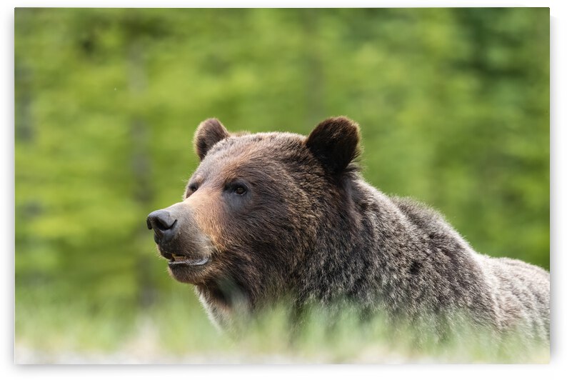 Grizzly Boar by Randy Tremblay Photography
